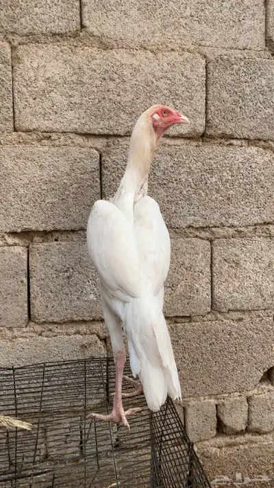 فروخ شامو index