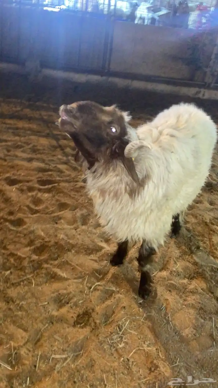 نعيمي  ثني فحل يقرع شرط 0