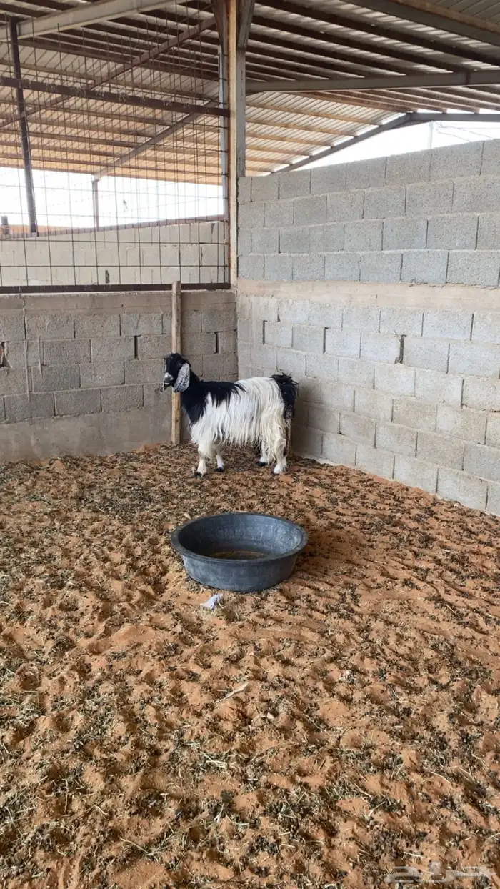 عنز طيبه دافع 1