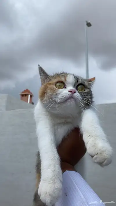 قطهه مفقوده (حي الموسى خميس مشيط) index