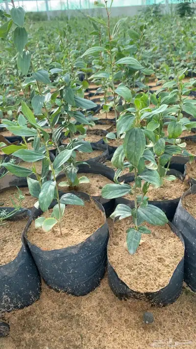 شتلات سدر بلدي index