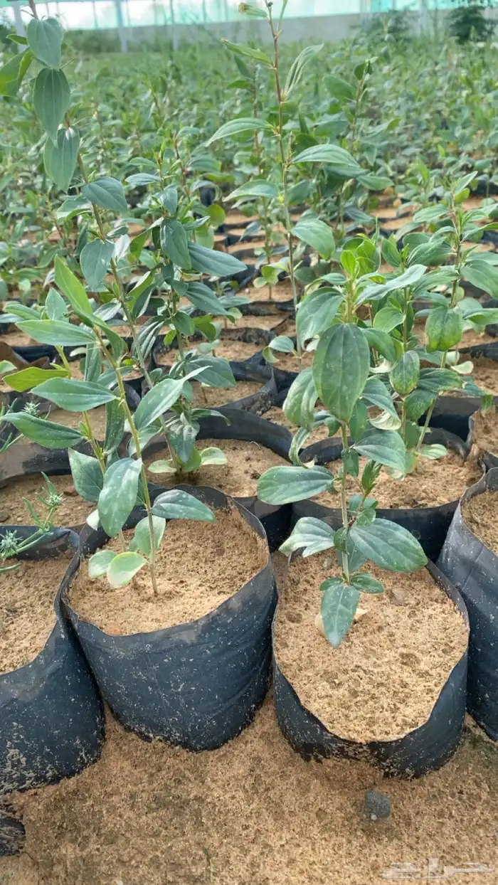 شتلات سدر بلدي 0