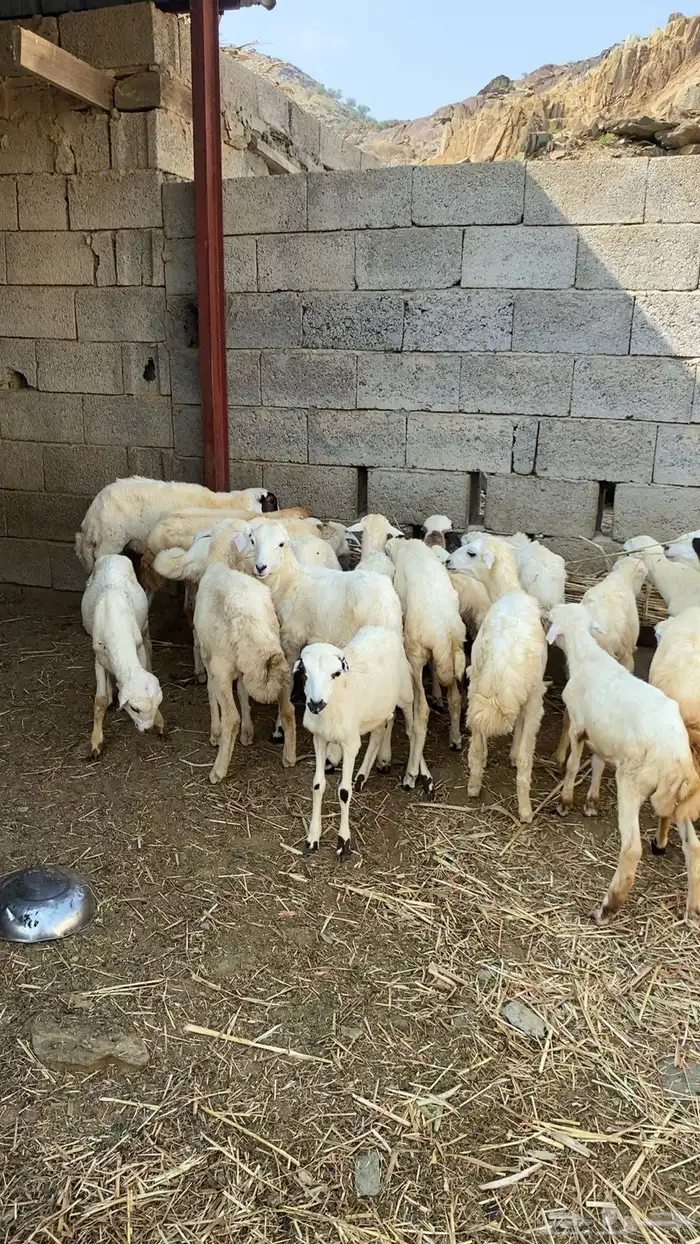 رخال رفيديه 0