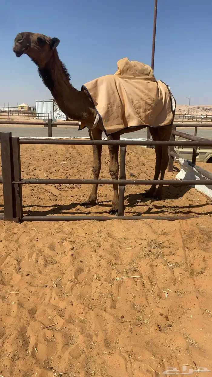 قعود اصفر كفو 2