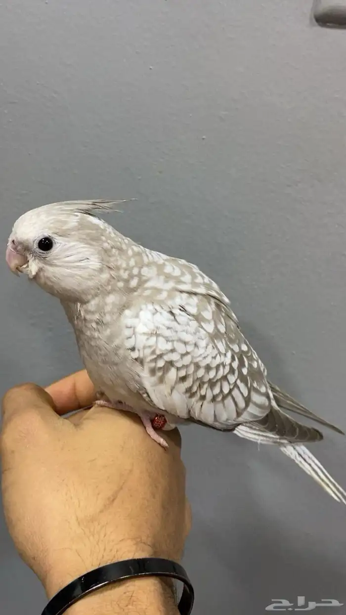 للبيع كروان ترببه نهاية غر 0