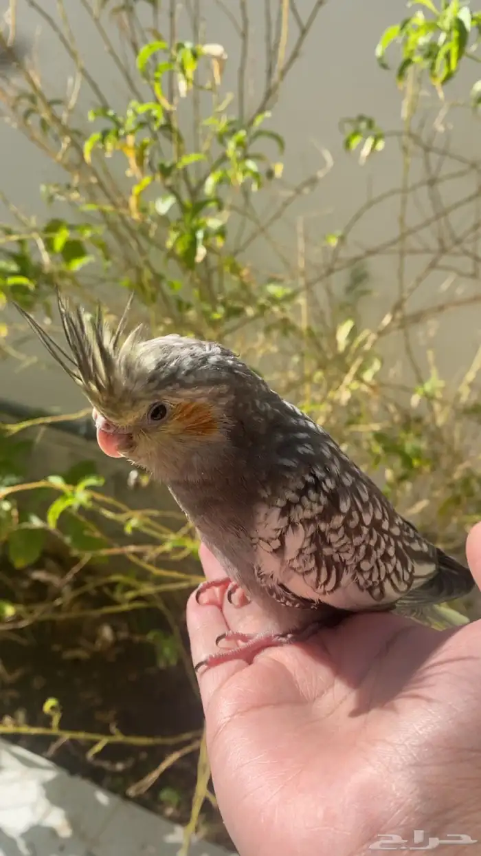 فرخ كروان العمر شهرين على وشك الفطام مع الحضانه الحد 300 1