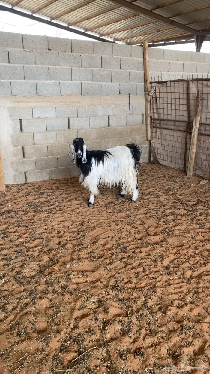 عنز طيبه دافع 2