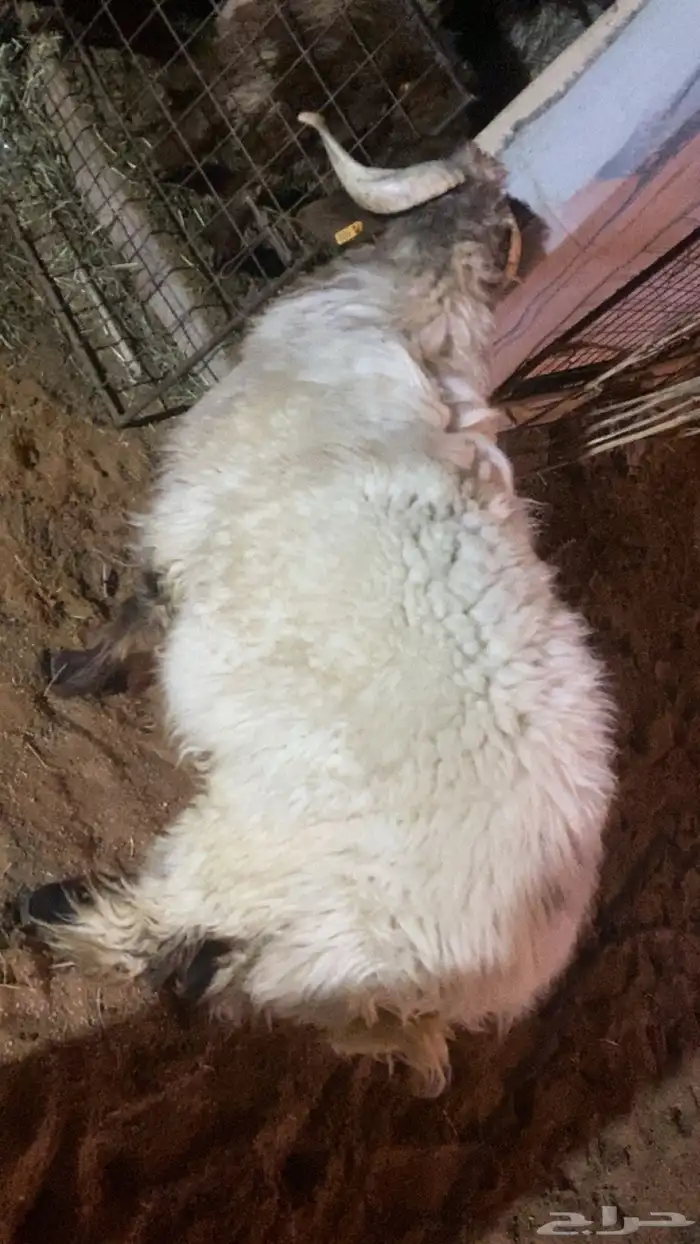 نعيمي  ثني فحل يقرع شرط 2