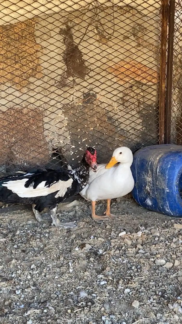 بط البيع انثي وذكر اقبل بدل ب دجاج 2