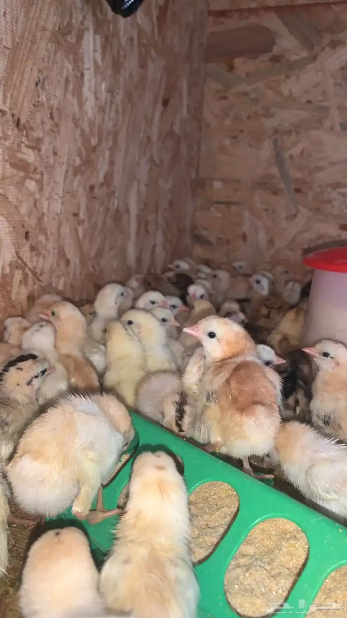 صيصان فواتح شرط محصنه عمر 5 ايام 0