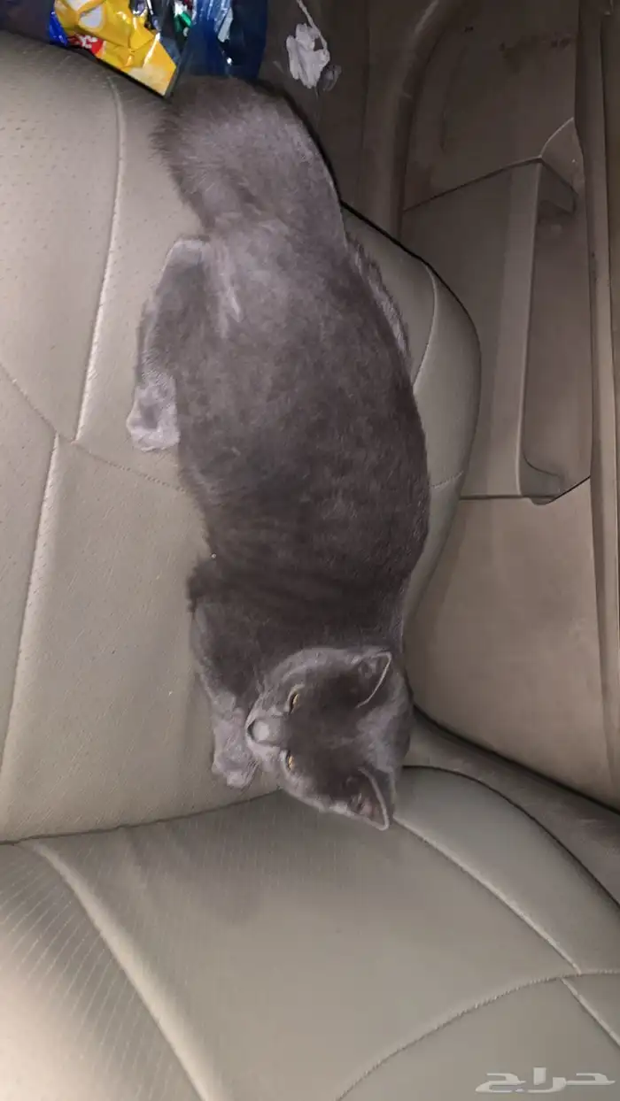 قطو ذكر للبيع 0