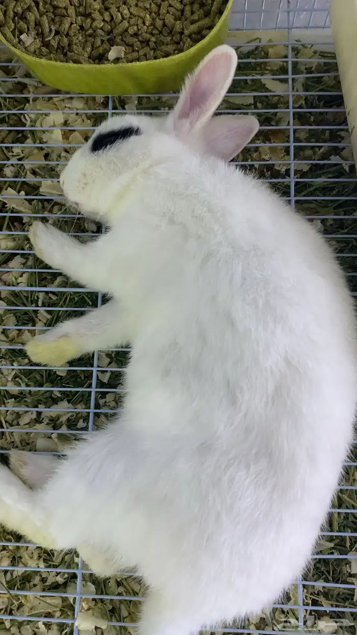 للبيع ارنب الغزم ذكر 0