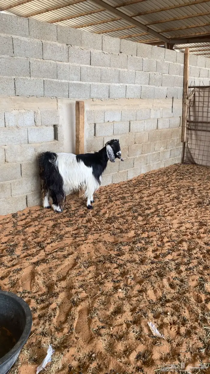 عنز طيبه دافع 0