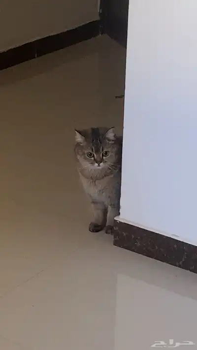 قطوه سكوتش تزاوج index