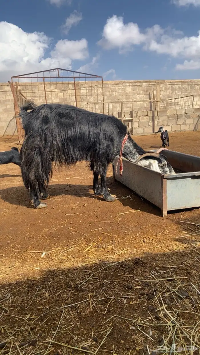 عنز عارضيه ( تم البيع ) 0