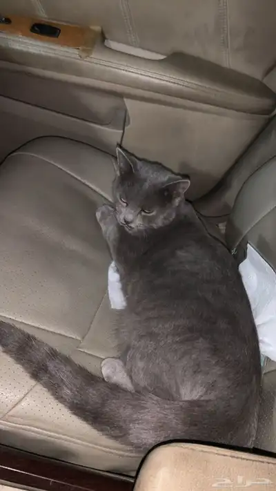 قطو ذكر للبيع index