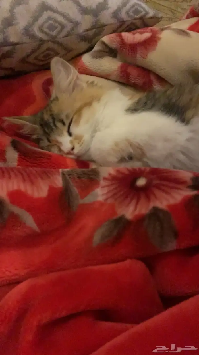 قطه للتبني 2