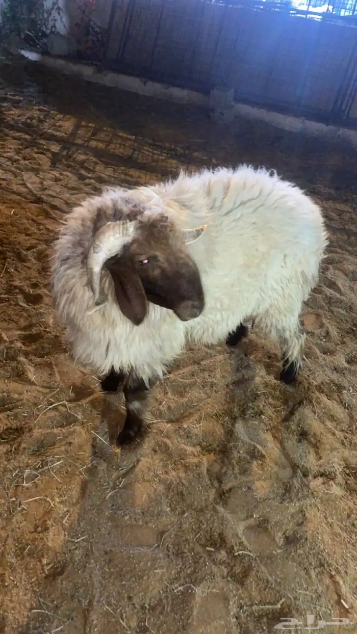 نعيمي  ثني فحل يقرع شرط 3