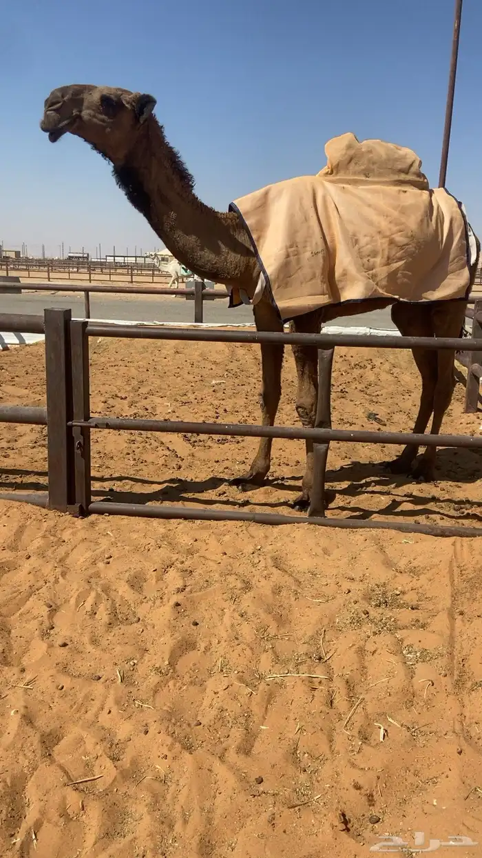 قعود اصفر كفو 1