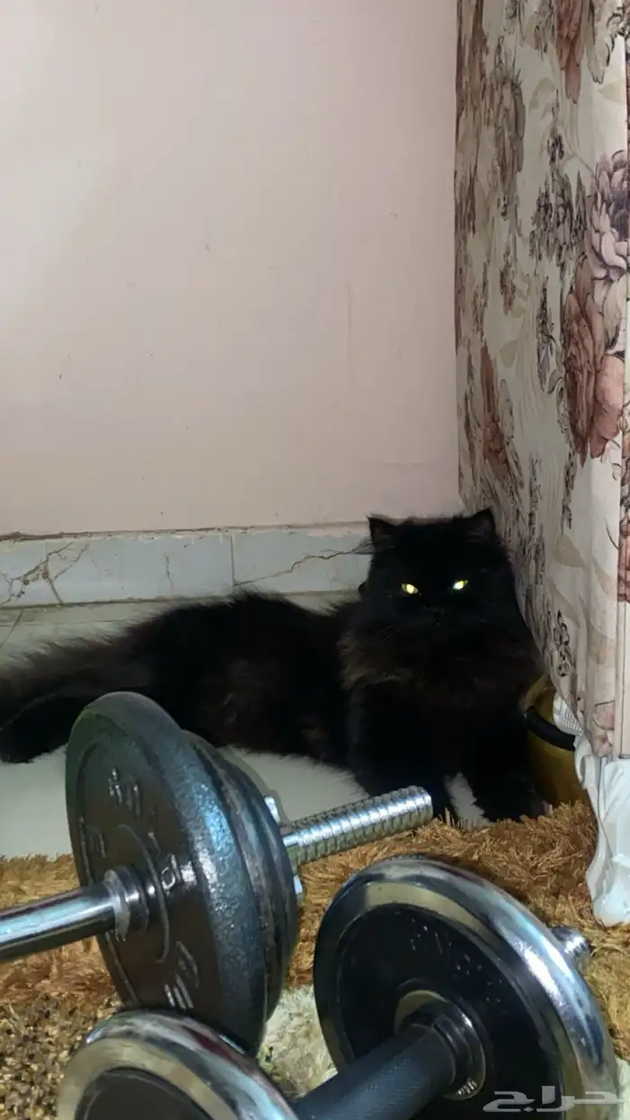 انثى لتزواج 1