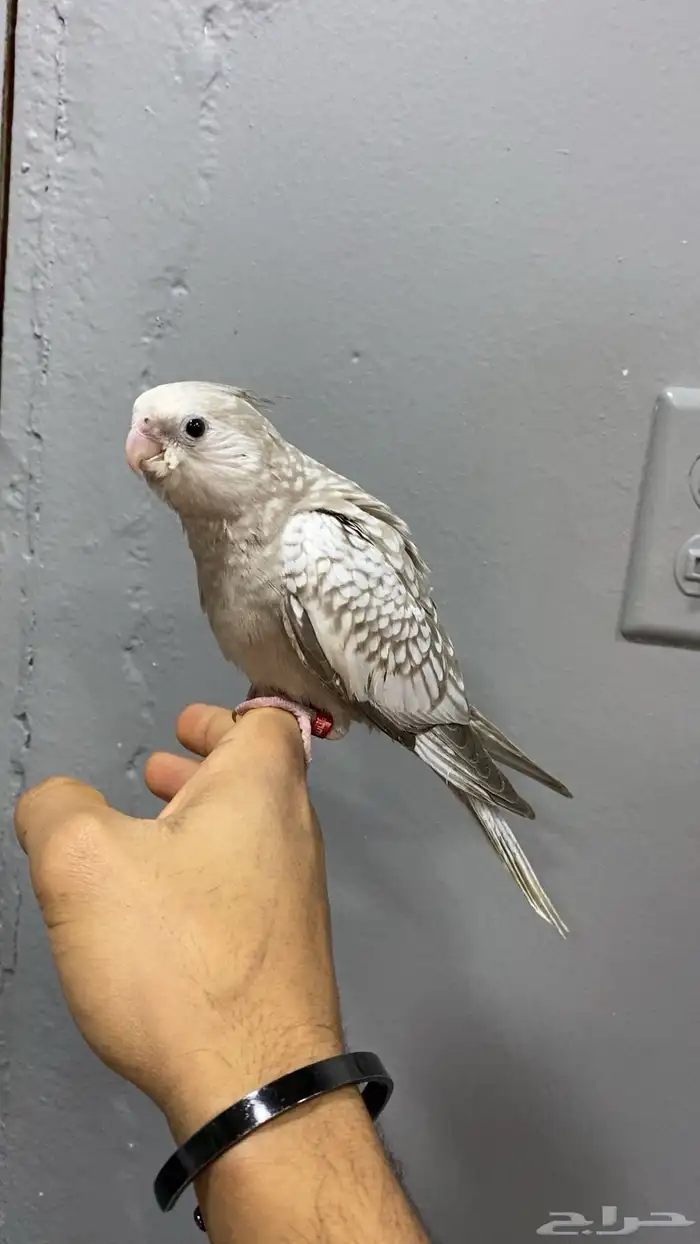 للبيع كروان ترببه نهاية غر 1