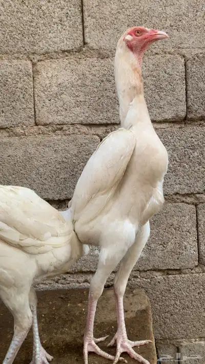 فروخ شامو index