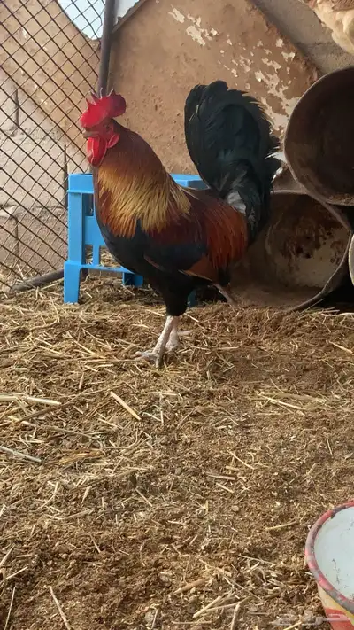 ديك تراثي اصيل index