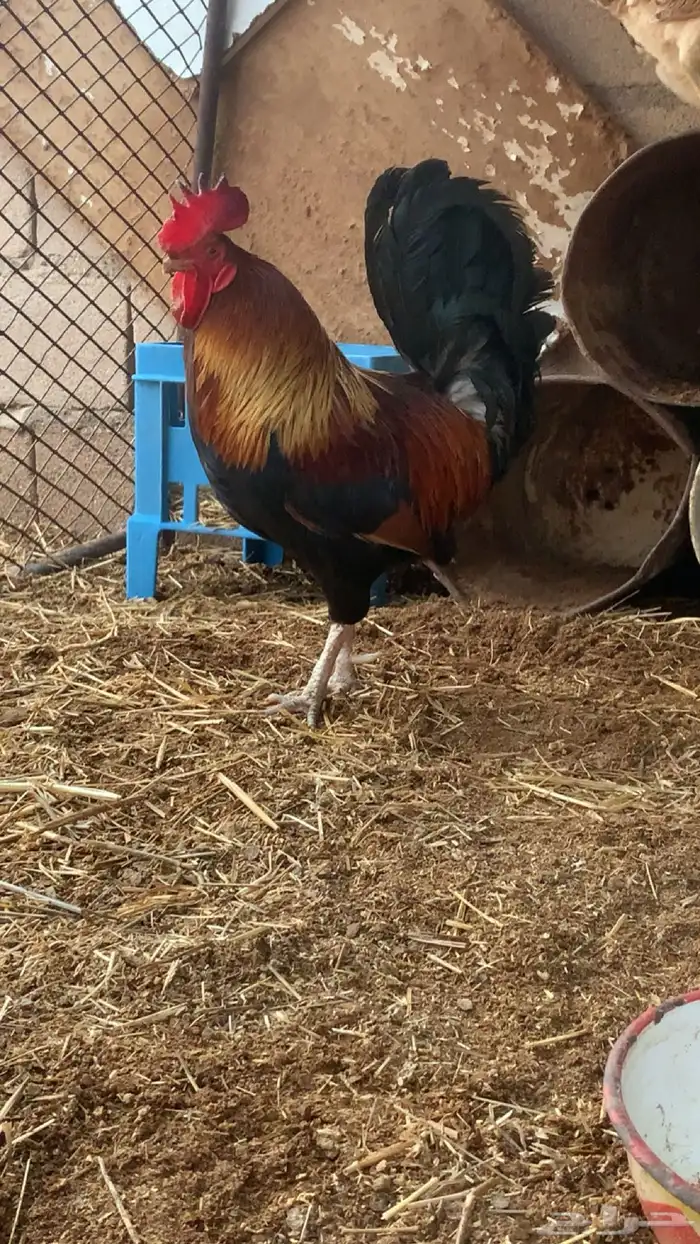 ديك تراثي اصيل 0