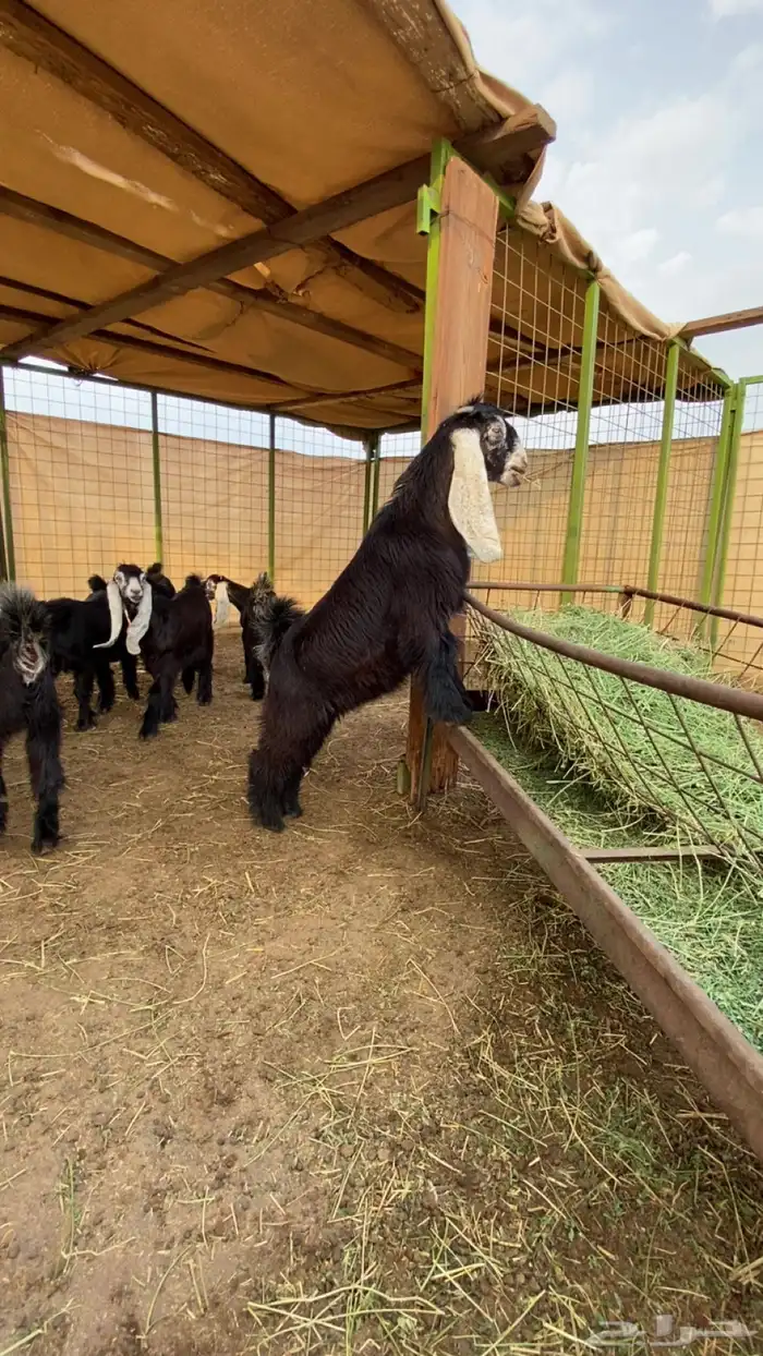 جفار عوارض صنف 0