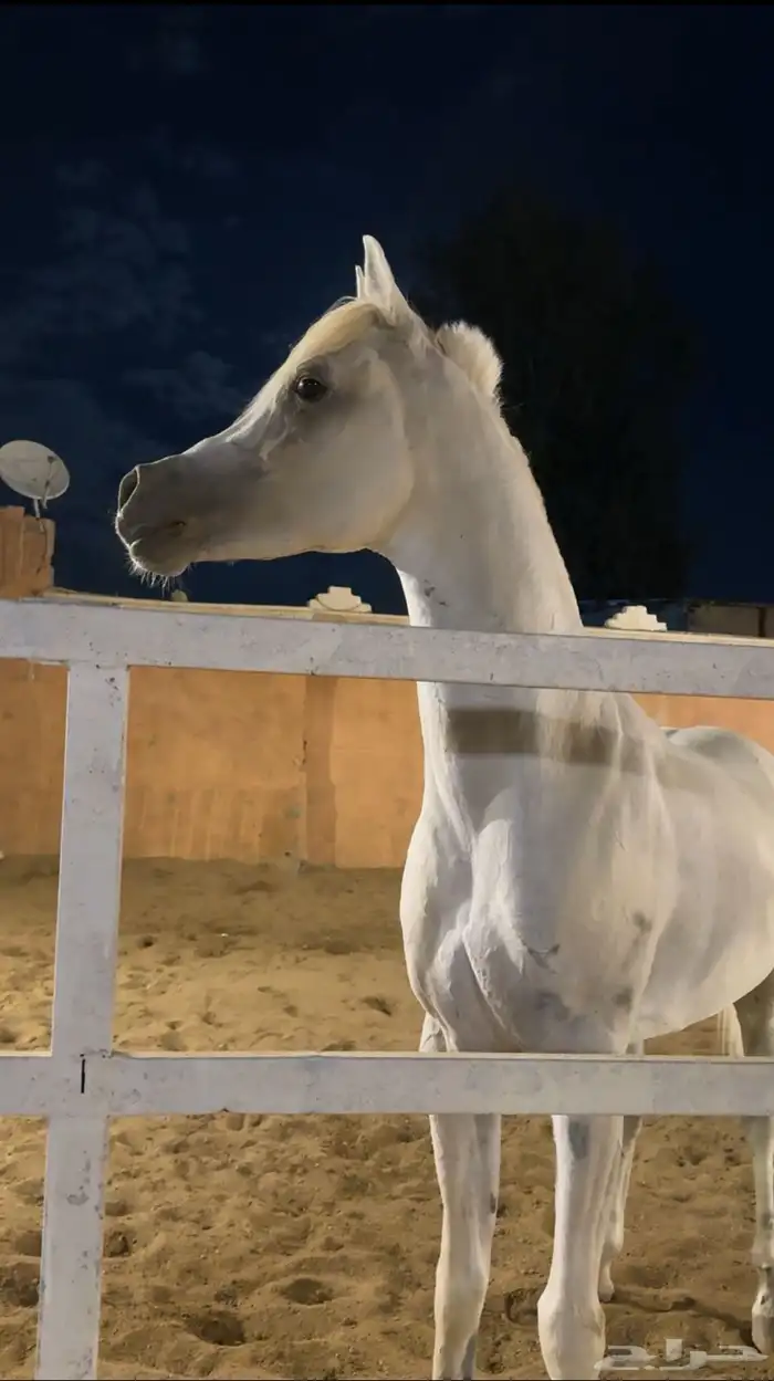 حصان مصري بيور 4