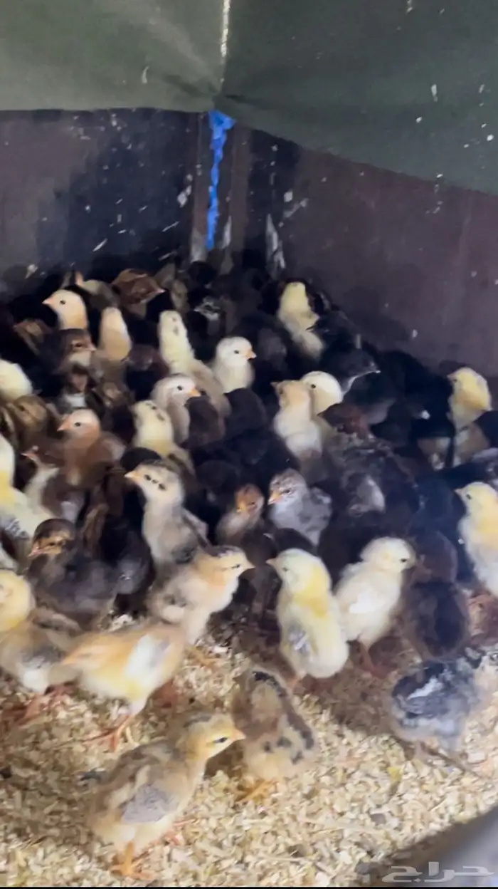 صوص بلدي عربي 0