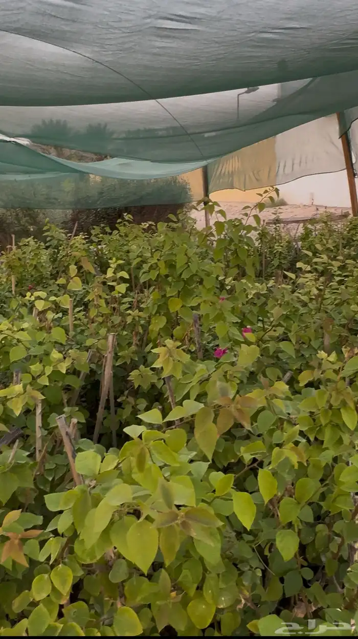 بكج تشجير حدائق 100 شتلة ب 400ريال   عرض تصفية 3