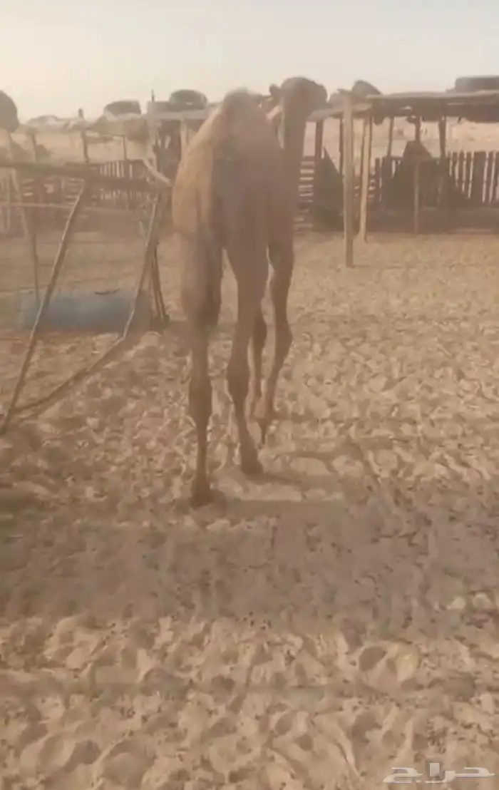 حاشي قعود كفو 0