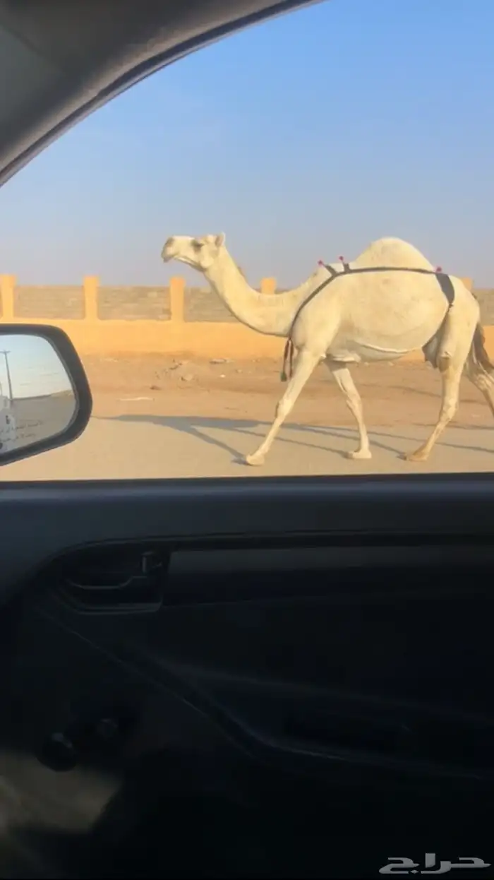 خلفه مسوح وهديه تحتها بكره 0