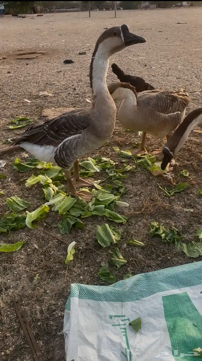 انثتين وز عراقي 1