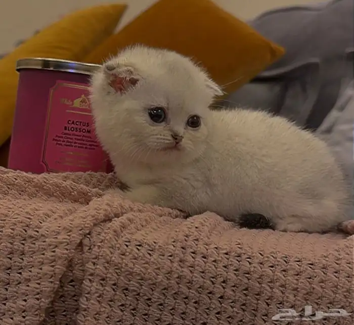 قطط سكوتش فولد للبيع للبيع 1