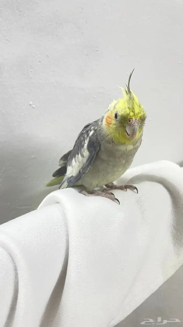 كروان اليف 1