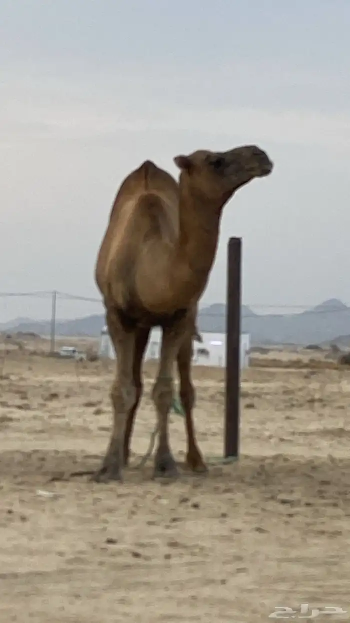 فحل مشروط من جميع العذاريب 0