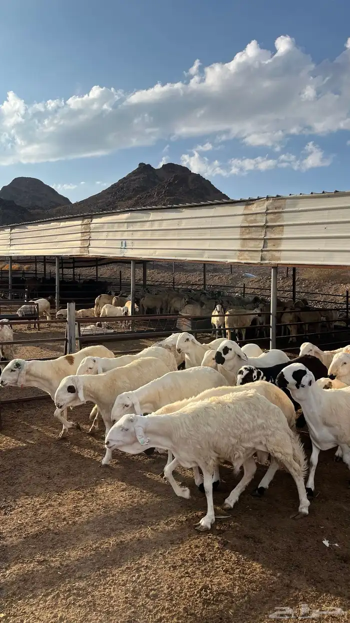 طليان سواكن جادعان شبيه الحري 15