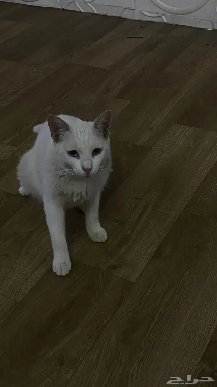 للبيع. الجنس  ذكر. لون العيون  ازرق و برتقالي .يحب اللعب 2