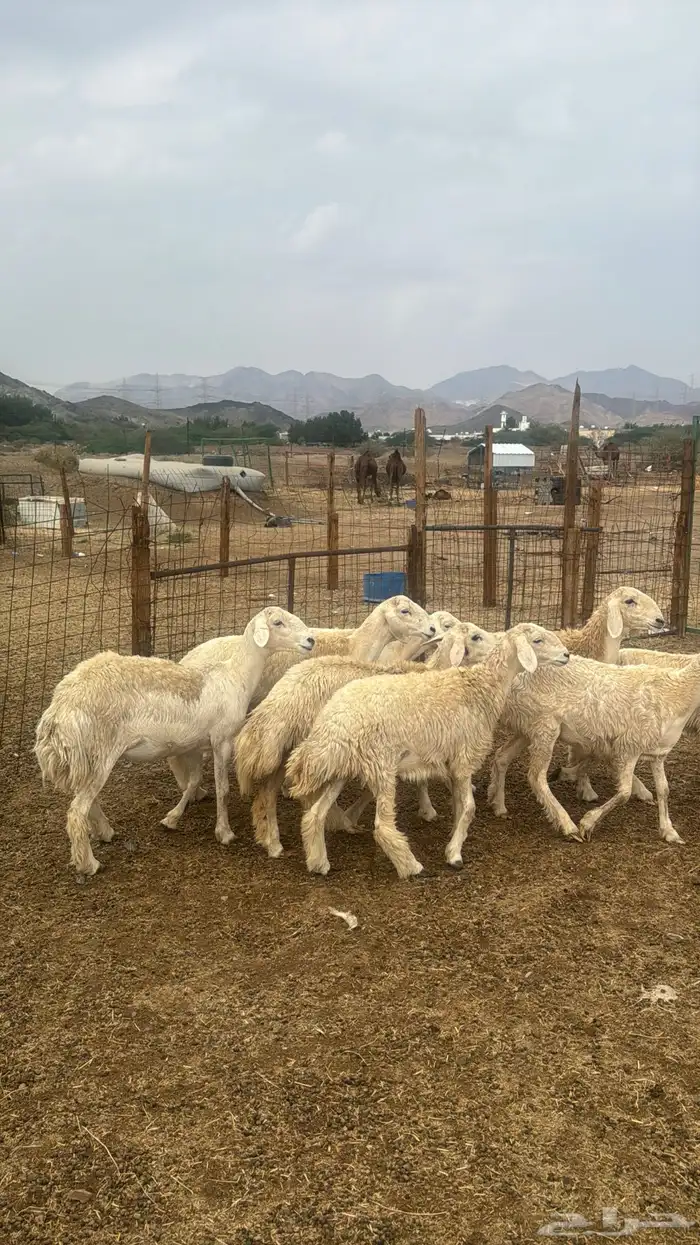 للبيع رخال صنف 9 روس بي فحلها حرش مضاريع 12