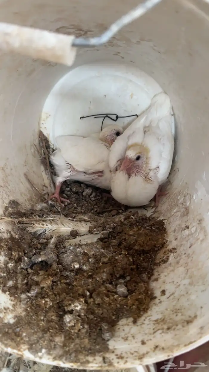 حمام زغاليل 7