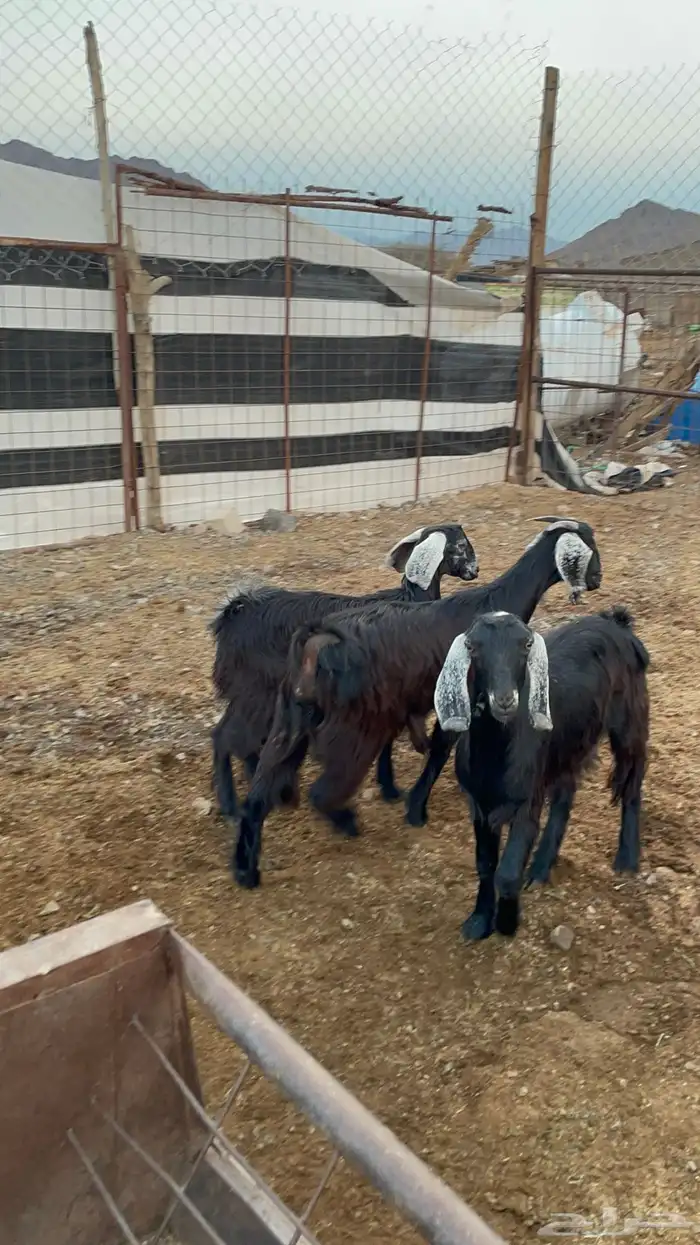 جفار (تم البيع ) 8