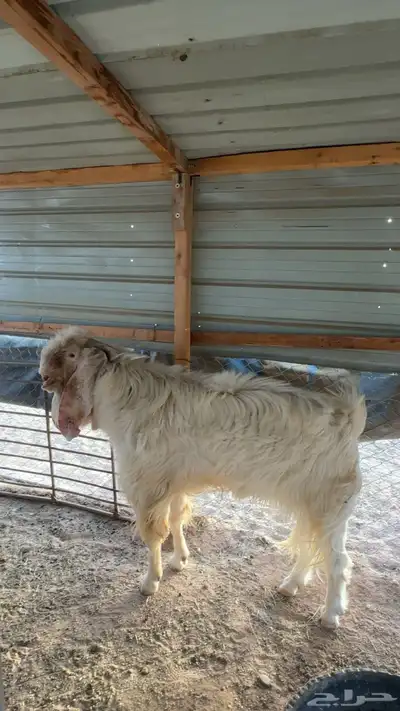 تيس فحل مشروك ابيض index