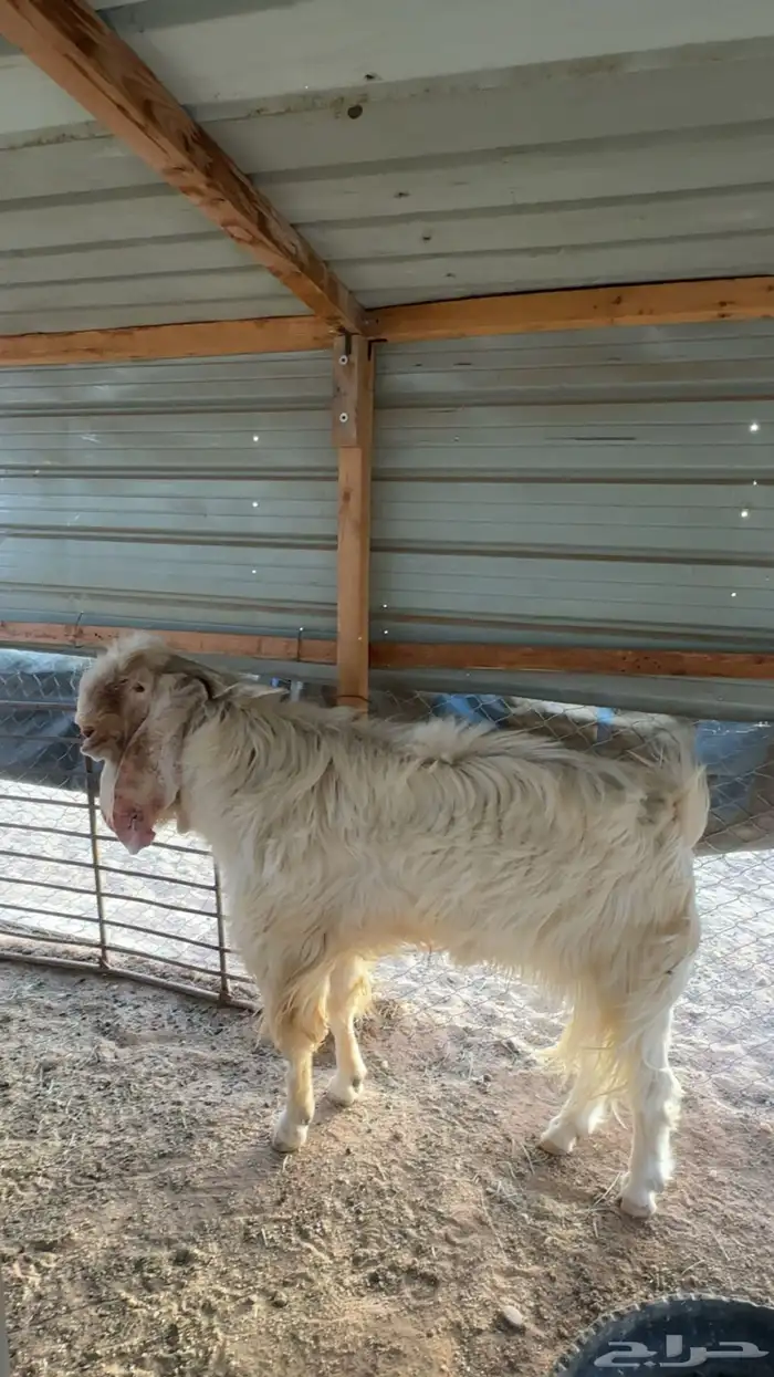 تيس فحل مشروك ابيض 1