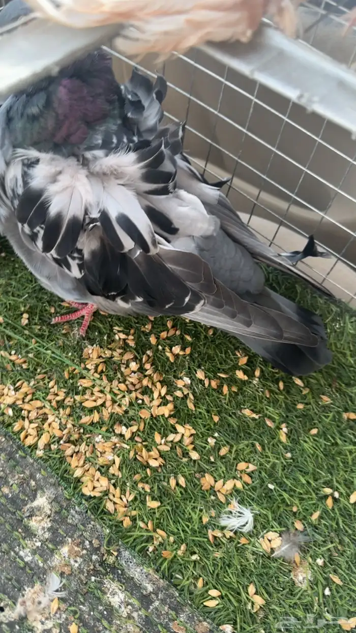 حمام كشكشي 5