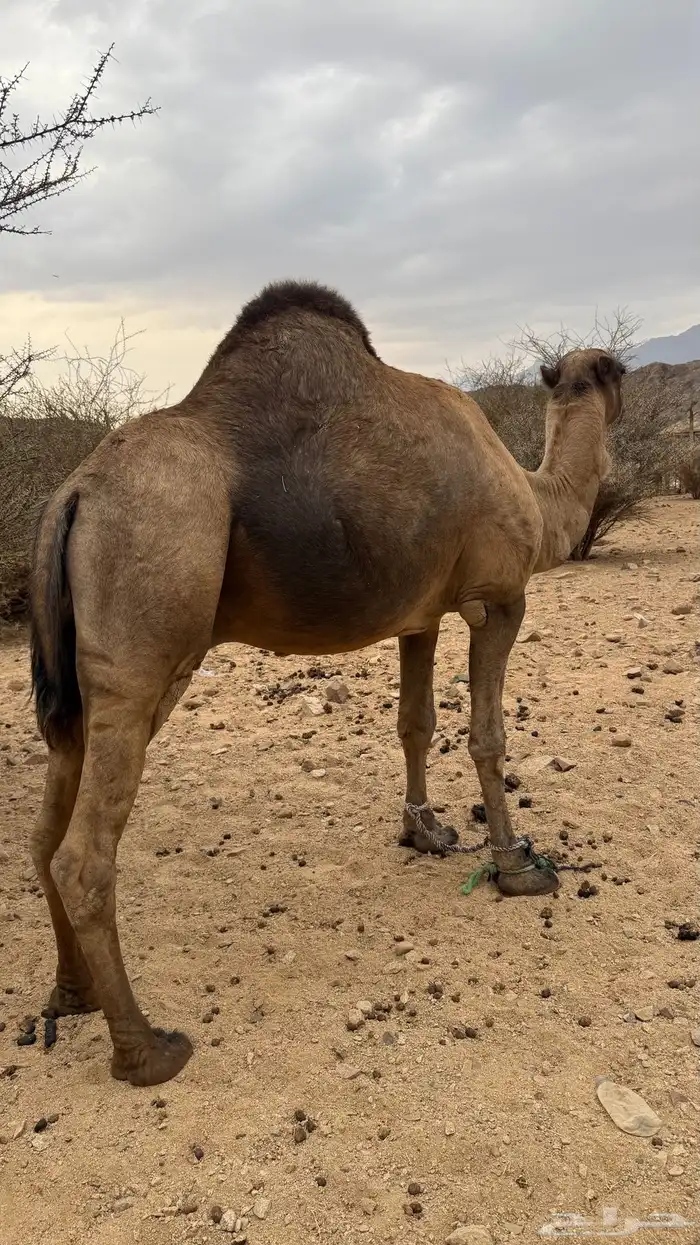 فحل احمر ساحلي 3