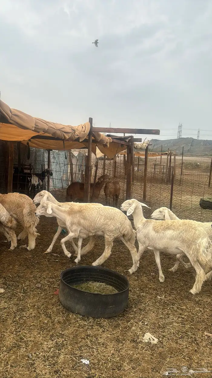 للبيع رخال صنف 9 روس بي فحلها حرش مضاريع 0