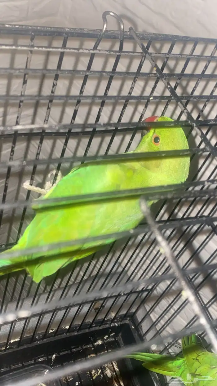 بغبغاء ذرة هندي 0