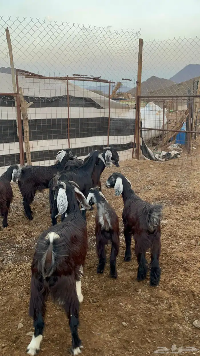 جفار (تم البيع ) 1